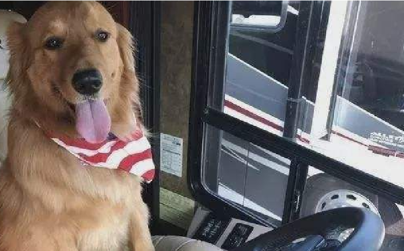 帶著寵物去旅行(一)前期準備 帶著寵物去旅行(一)前期準備