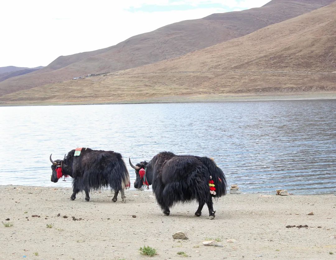 雪域西藏,此生必駕—— 自由炮護(hù)航! 雪域西藏,此生必駕—— 自由炮護(hù)航!